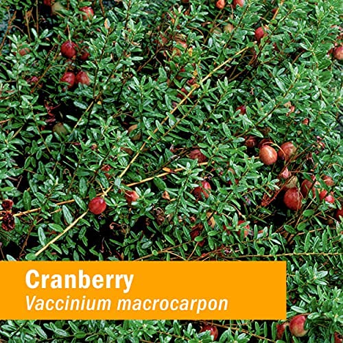 herb-pharm-cranberry-liquid-herbal-extra-614v-IRDc+L.jpg