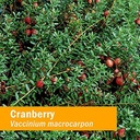 herb-pharm-cranberry-liquid-herbal-extra-614v-IRDc+L.jpg