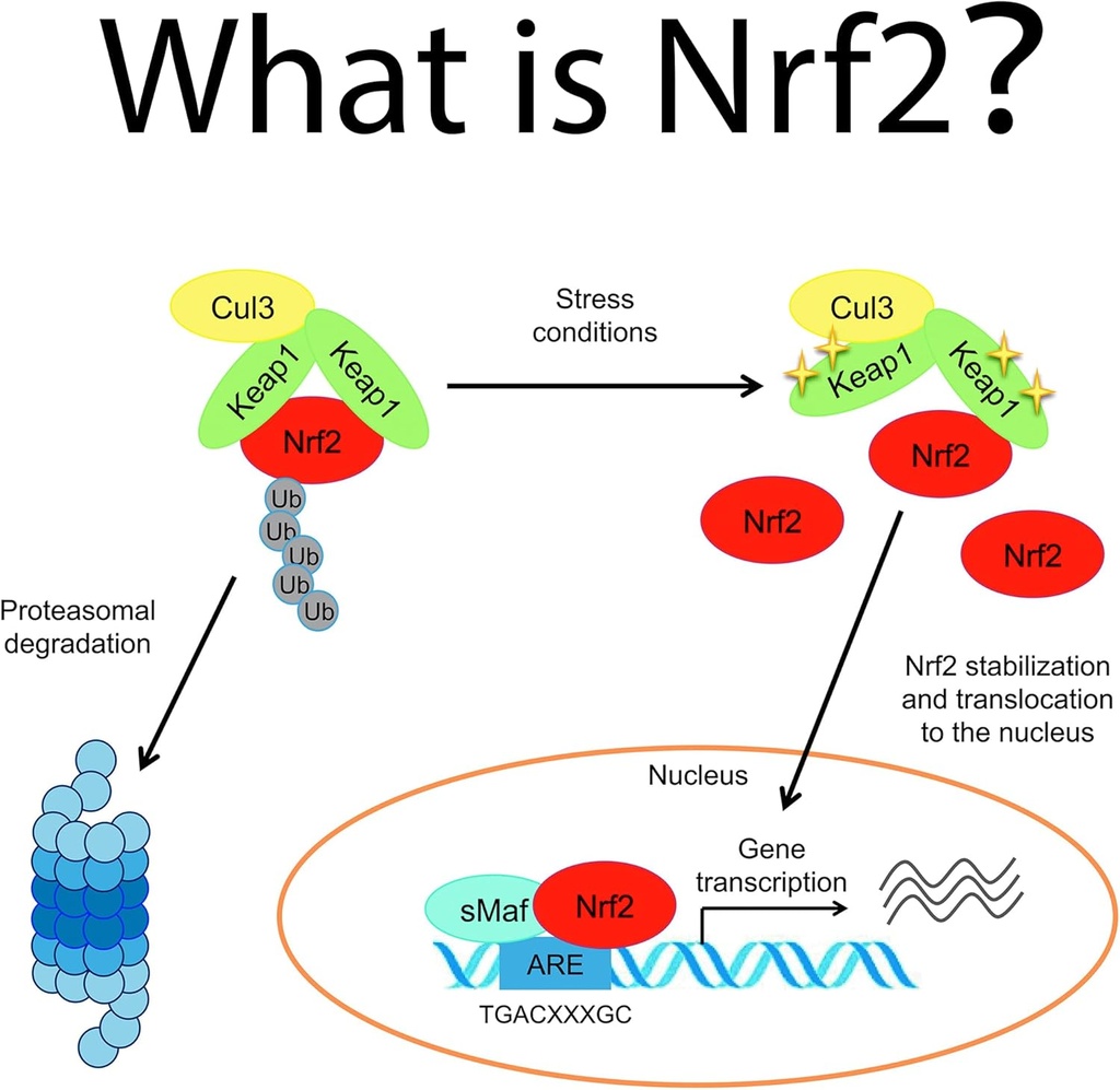 oxidative-stress-relief-formula-by-waybe-6.jpg