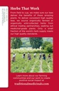 traditional-medicinals-organic-immune-zo-4.jpg