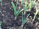 japanese-garlicajo-japones-100-natural-1-5.jpg