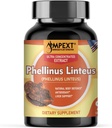 Phellinus linteus 蘑菇提取器 - Premium Quality, Only Fruiting Bodys, 抗氧化剂, 豁免助推器, 肝脏支持, 90 Veg Caps.