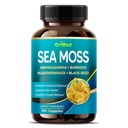 Premium Sea Mos with Ashwagandha, Burdock Bladderwrack, 黑种子换免疫系统, 皮肤, 文摘和能源美国制造(150 Counter of 1)