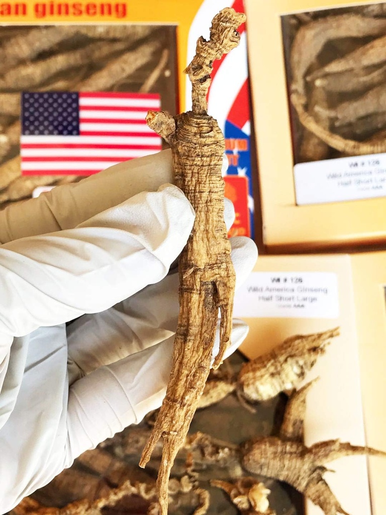 8OZ=227g/Box American Wild Ginseng 15~20年,威斯康星州全州Ginseng根手选 | 野泡参 大号 | | | tiva tiva tiva tiva tiva tiva tiva tiva tiva tiva tiva tiva tiva tiva  Wisconsin tiva Ginseng Lager WI 126#L 8OZ/Box