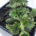 (原始内容存档于2018-09-26). Ortica dioica 有机丁香(英语:Stinging Nettle) Plant, Urtica dioica – Live Plant in 2.5" Pot – surviving food, 烟台工艺厂制作的营养草本