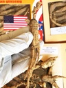 8OZ=227g/Box American Wild Ginseng 15~20年,威斯康星州全州Ginseng根手选 | 野泡参 大号 | | | tiva tiva tiva tiva tiva tiva tiva tiva tiva tiva tiva tiva tiva tiva  Wisconsin tiva Ginseng Lager WI 126#L 8OZ/Box