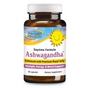 美国北部的赫尔布和斯皮奇 Ashwagandha 60章